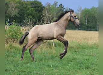 Lusitanos, Hengst, Fohlen (04/2026), 166 cm, Buckskin
