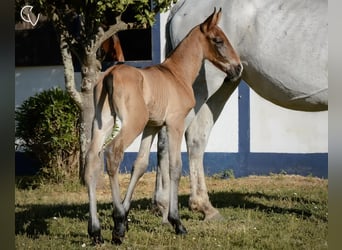 Lusitanos, Hengst, Fohlen (01/2024), Brauner