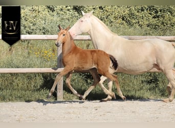 Lusitanos, Hengst, Fohlen (01/2026), Buckskin
