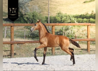 Lusitanos, Hengst, Fohlen (01/2026), Buckskin