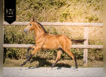 Lusitanos, Hengst, Fohlen (01/2026), Buckskin