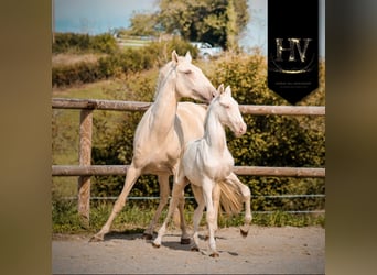 Lusitanos, Hengst, Fohlen (05/2025), Cremello