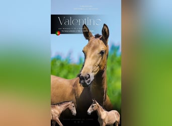Lusitanos, Hengst, Fohlen (04/2025), Falbe