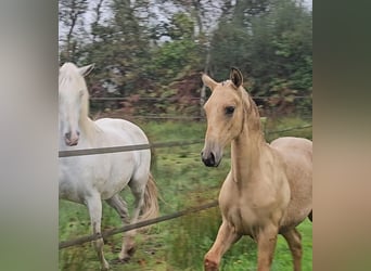 Lusitanos, Hengst, Fohlen (04/2025), Falbe