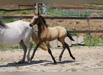 Lusitanos, Hengst, , Falbe