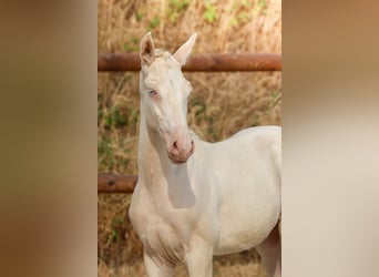 Lusitanos, Hengst, Fohlen (04/2026), Perlino