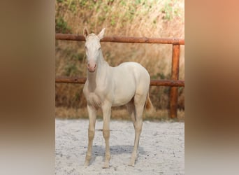 Lusitanos, Hengst, Fohlen (04/2026), Perlino