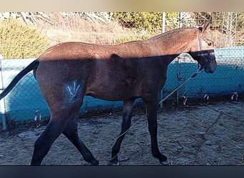 Lusitanos, Hengst, Fohlen (04/2025), Schimmel