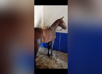 Lusitanos, Hengst, Fohlen (04/2025), Schimmel