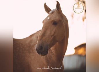 Lusitanos, Hengst, 7 Jahre, 167 cm, Palomino