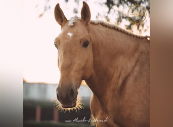 Lusitanos, Hengst, 7 Jahre, 167 cm, Palomino