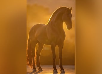 Lusitanos, Hengst, 8 Jahre, 175 cm, Rappe