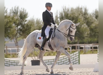 Lusitanos, Hengst, 13 Jahre, 168 cm, Schimmel