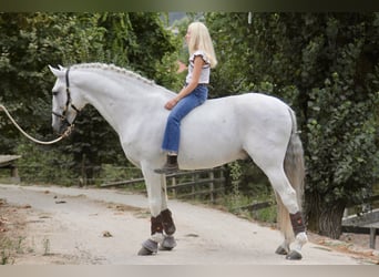 Lusitanos, Hengst, 15 Jahre, 170 cm, Schimmel