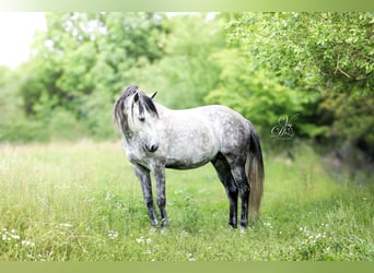 Lusitanos, Semental, 10 años, 154 cm, Tordo
