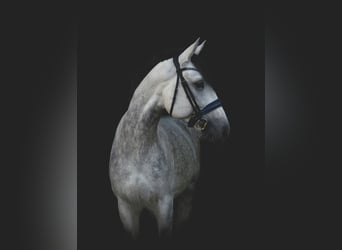 Lusitanos, Semental, 10 años, 158 cm, Tordo