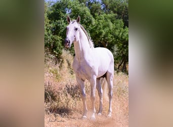 Lusitanos, Semental, 10 años, 160 cm, Tordo