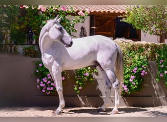 Lusitanos, Semental, 10 años, 160 cm, Tordo