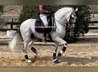 Lusitanos, Semental, 10 años, 161 cm, White/Blanco