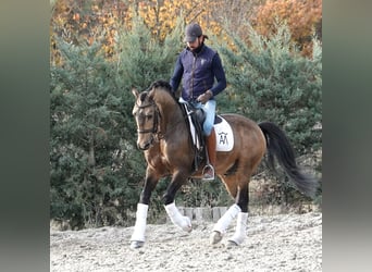 Lusitanos, Semental, 10 años, 162 cm, Bayo