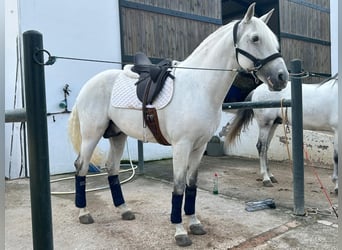 Lusitanos, Semental, 10 años, 162 cm