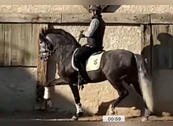 Lusitanos, Semental, 10 años, 168 cm, Tordo