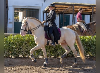 Lusitanos, Semental, 10 años, 169 cm, Cremello