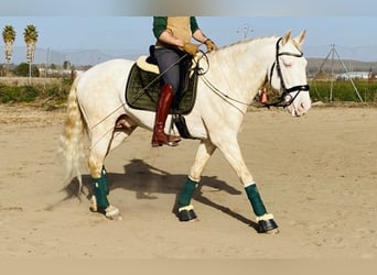 Lusitanos, Semental, 11 años, 163 cm, Cremello