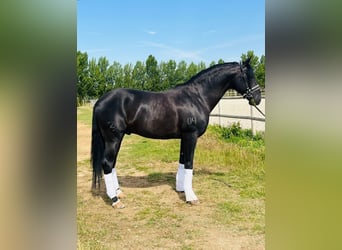 Lusitanos, Semental, 11 años, 163 cm, Negro