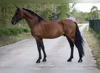 Lusitanos, Semental, 11 años, 165 cm, Castaño