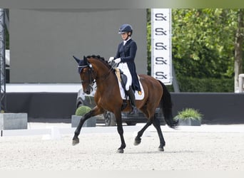 Lusitanos, Semental, 11 años, 165 cm, Castaño