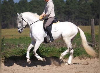 Lusitanos, Semental, 11 años, 167 cm, Tordo