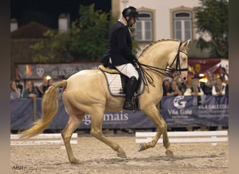 Lusitanos, Semental, 11 años, 169 cm, Cremello