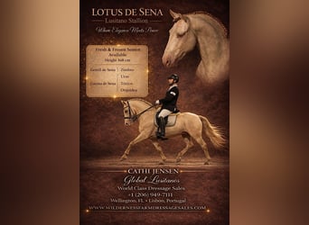 Lusitanos, Semental, 11 años, 169 cm, Cremello