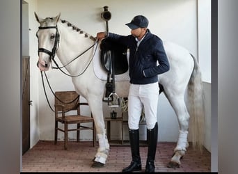 Lusitanos, Semental, 12 años, 158 cm, White/Blanco