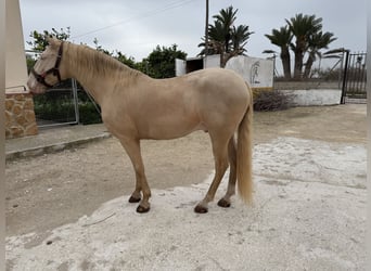 Lusitanos, Semental, 12 años, 160 cm, Champán
