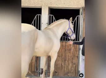 Lusitanos, Semental, 12 años, 162 cm, Cremello