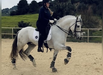 Lusitanos, Semental, 12 años, 165 cm, Tordo