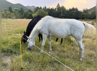 Lusitanos, Semental, 12 años, 165 cm, Tordo