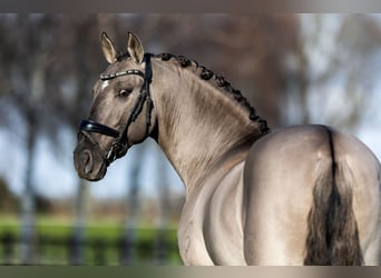 Lusitanos, Semental, 13 años, 164 cm, Grullo