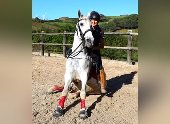 Lusitanos, Semental, 13 años, 167 cm, Tordo