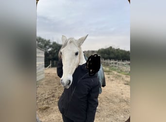 Lusitanos, Semental, 14 años, 160 cm, Tordo