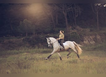 Lusitanos, Semental, 14 años, 163 cm, White/Blanco