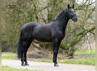 Lusitanos, Semental, 14 años, 167 cm, Negro