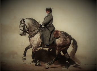 Lusitanos, Semental, 17 años, 165 cm, Tordillo negro
