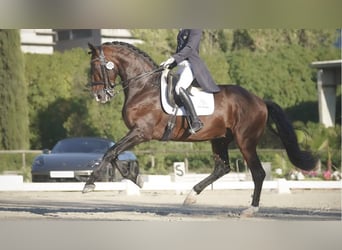 Lusitanos, Semental, 17 años, 170 cm, Castaño rojizo