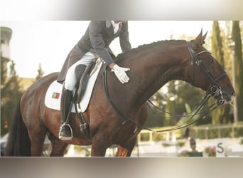 Lusitanos, Semental, 17 años, 170 cm, Castaño rojizo