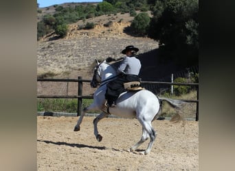 Lusitanos, Semental, 19 años, 160 cm, Tordo