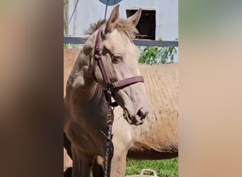 Lusitanos Mestizo, Semental, 1 año, 147 cm, Perlino