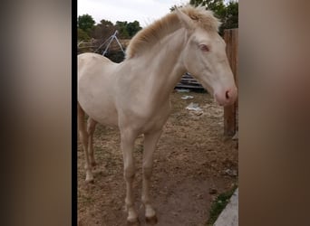 Lusitanos Mestizo, Semental, 1 año, 150 cm, Cremello